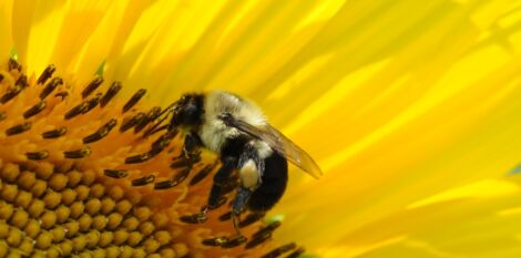 Transition agro-écologique  et biodiversité