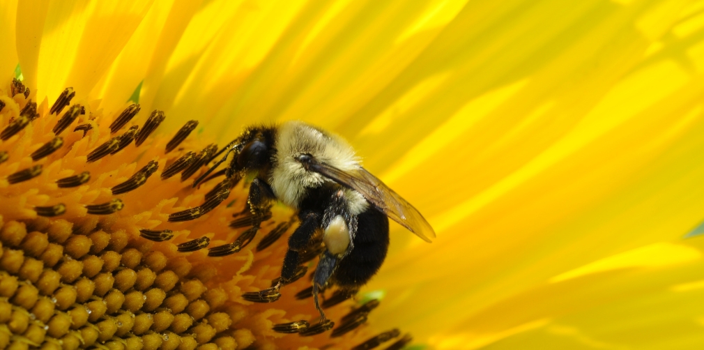 Agro-ecological transition and biodiversity