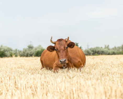 Connecter les animaux et les cultures pour maintenir l’équilibre au sein d’un territoire