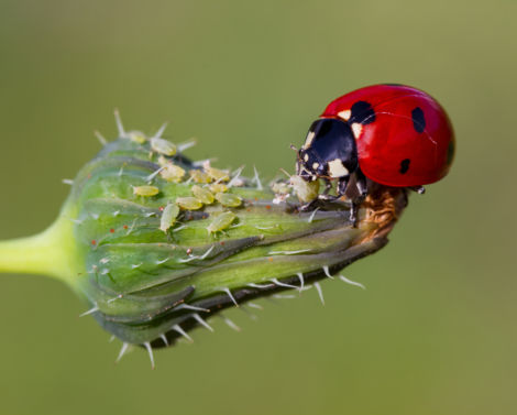 Webinaire DEPHY EXPE : favoriser la régulation naturelle des bioagresseurs par la faune auxiliaire