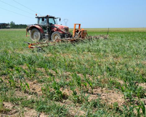 Webinaire DEPHY EXPE : Gérer les adventices en diminuant ou supprimant les herbicides