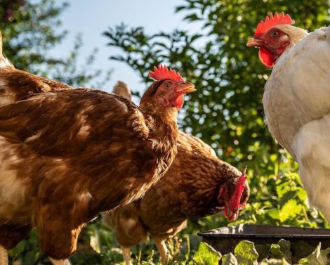 Séminaire de restitution de l’étude « Reconnexion Elevage – VEgétal » (REVE)