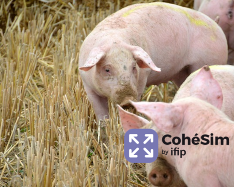 Améliorer la gestion de son élevage porcin grâce à CohéSim