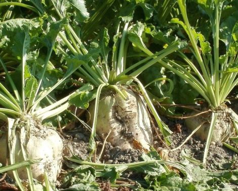 Détecter automatiquement les maladies foliaires de la betterave