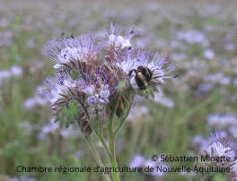 Des supports pédagogiques pour utiliser les plantes de services en protection des cultures