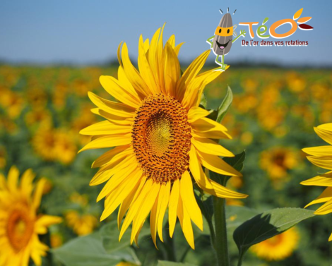 Évaluer la réussite économique du tournesol