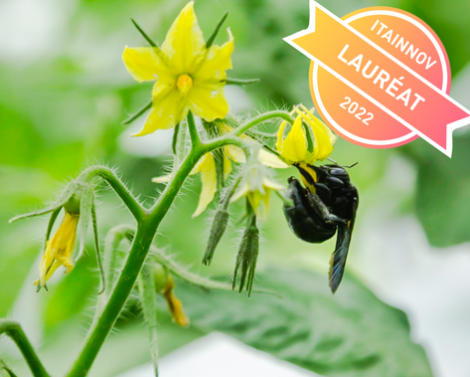 Polliniser les tomates grâce à un insecte indigène de La Réunion