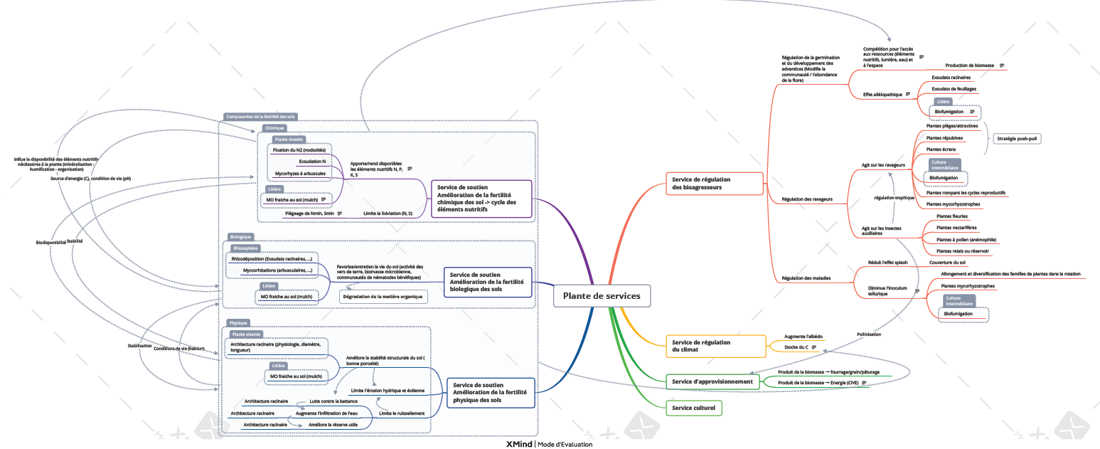 Carte mentale sur les plantes de services