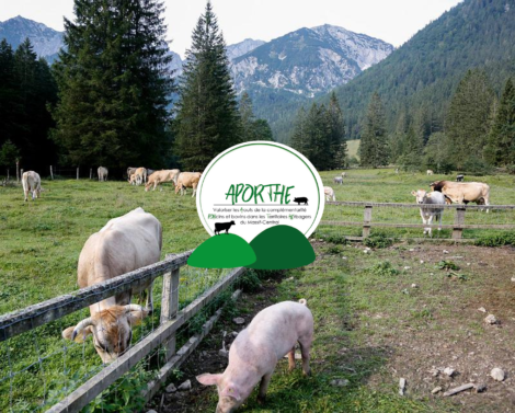 Complémentarité entre porcs et bovins dans le Massif Central