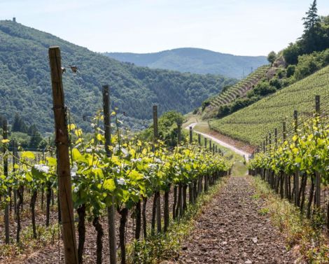 Stratégie d&rsquo;adaptation de la filière viticole au changement climatique
