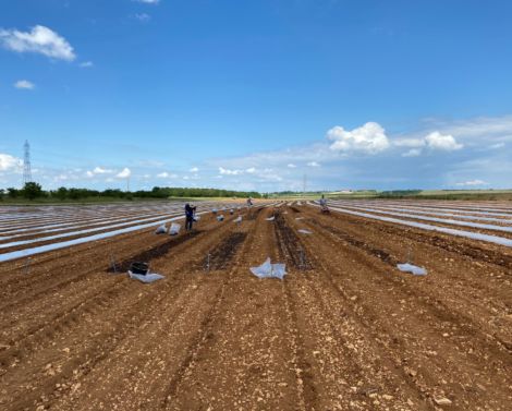 Techniques pour limiter la propagation d’un champignon dans les cultures d’ail et de melon