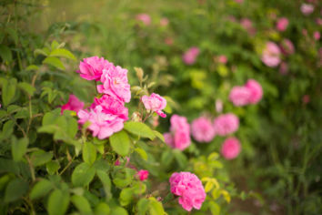 Rosiers sous abris