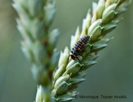 Les instituts techniques agricoles, acteurs incontournables pour le déploiement du biocontrôle