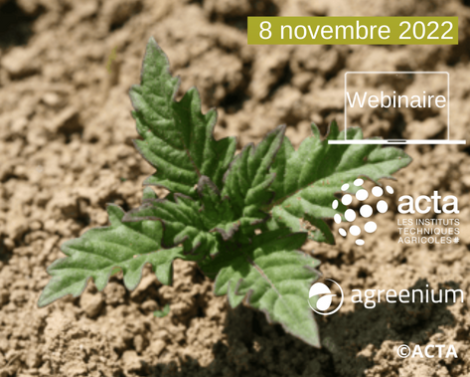 Plante adventice ou mauvaise herbe ? Ce que nous racontent les plantes
