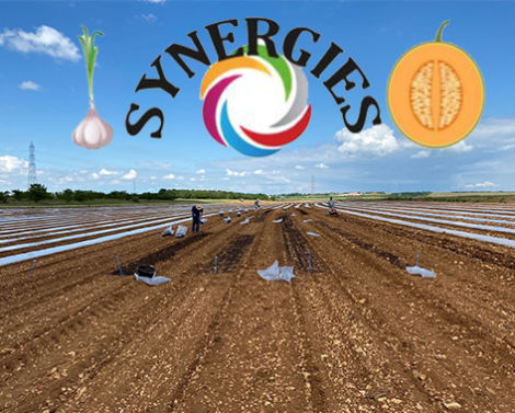 Webinaires de restitution du projet SYNERGIES