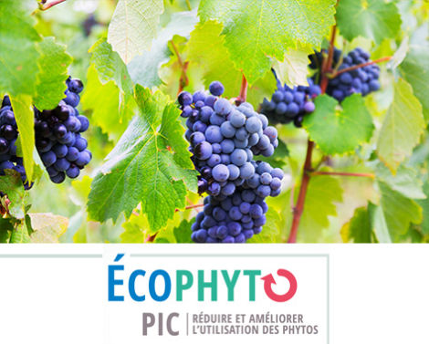Trouver des alternatives au Cuivre en Viticulture