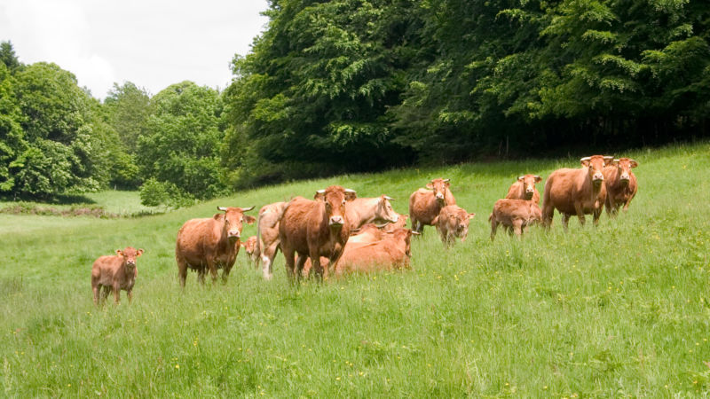 troupeau de vaches