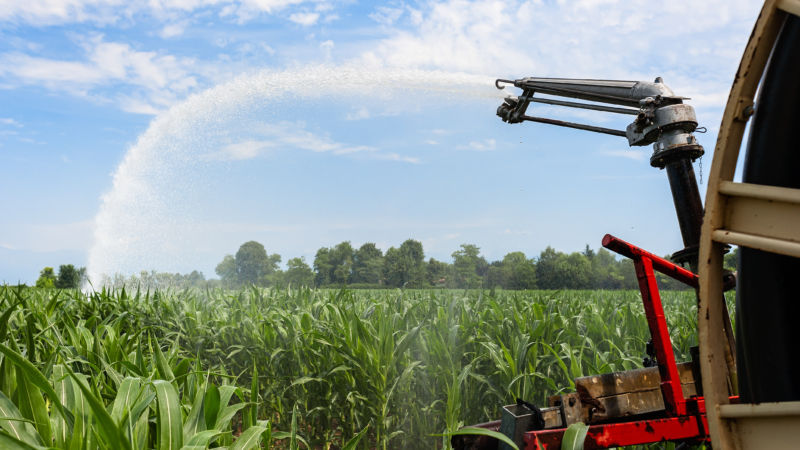 Water sprinkler installation in a field of corn.