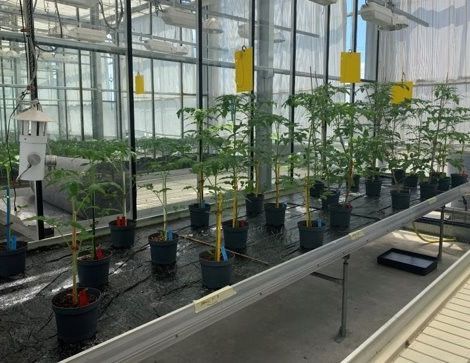 [Webinaire ABA PIC] Effet variétal sur les gènes de défense après élicitation avec un Stimulateur de Défense des Plantes