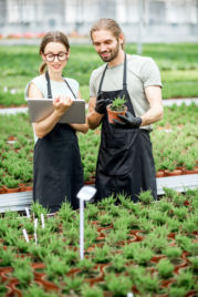 Agriculture numérique