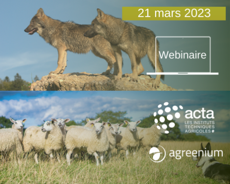 [AGROWEBINAIRE] La cohabitation loups-élevage
