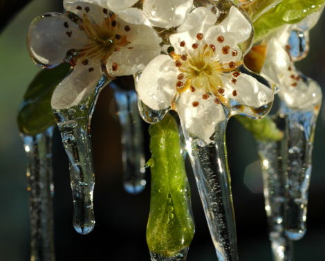 Gel et grêle en arboriculture et viticulture : quelle efficacité des dispositifs de protection ?