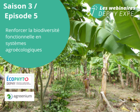 Webinaire DEPHY EXPE : Renforcer la biodiversité fonctionnelle en systèmes agroécologiques