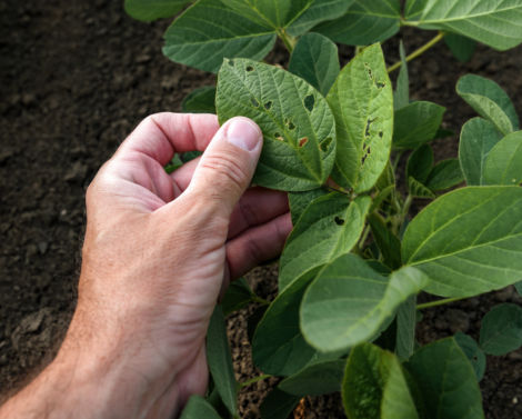Projet Adopt-IPM : alliance de l&rsquo;Europe, la Grande-Bretagne et la Chine