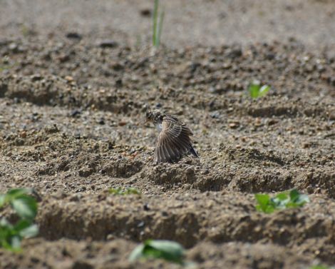 [AGROWEBINAIRE] Oiseaux et agriculture