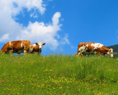 [AGROWEBINAIRE] L&rsquo;agriculture biologique se fera-t-elle, demain, sans élevage ?