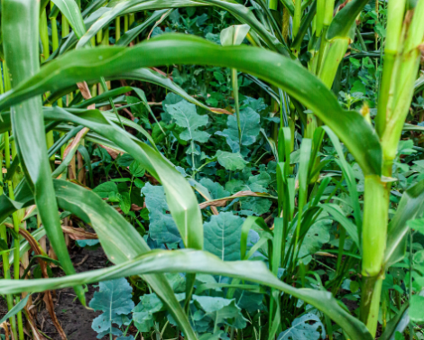 [AGROWEBINAIRE] Agriculture régénératrice : quels apports pour les agricultures écologiques ?