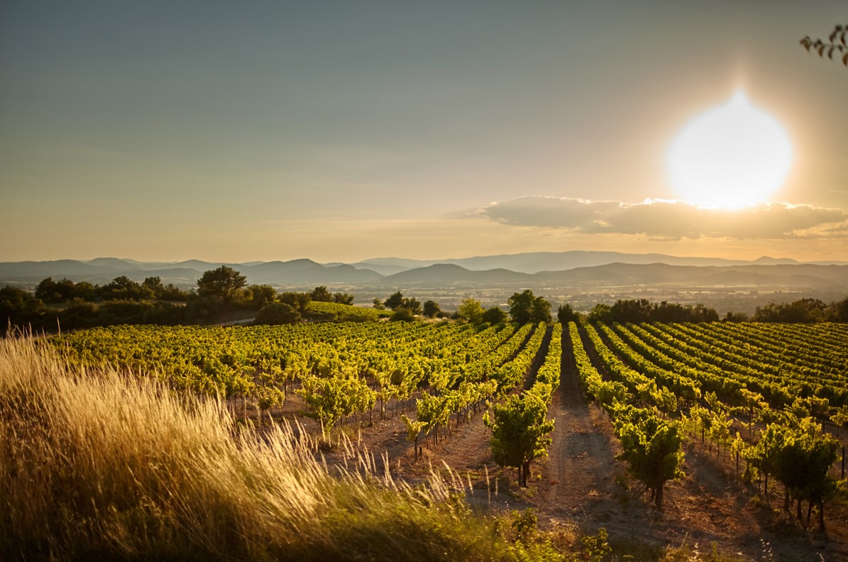 vigne et neutralité carbone