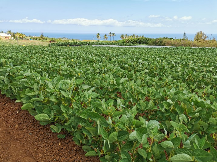 soja bio soja bio