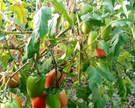 Maraîchage en zone tropical : Essais variétaux sur 4 cultures d’importance