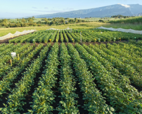 Faisabilité agronomique d’une filière de soja bio à La Réunion