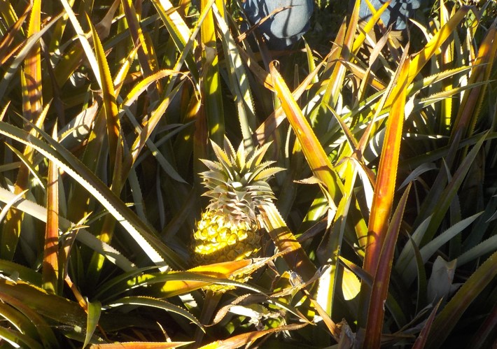 Ananas