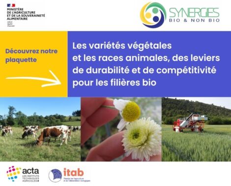 Variétés végétales et races animales : leviers de durabilité et de compétitivité en bio