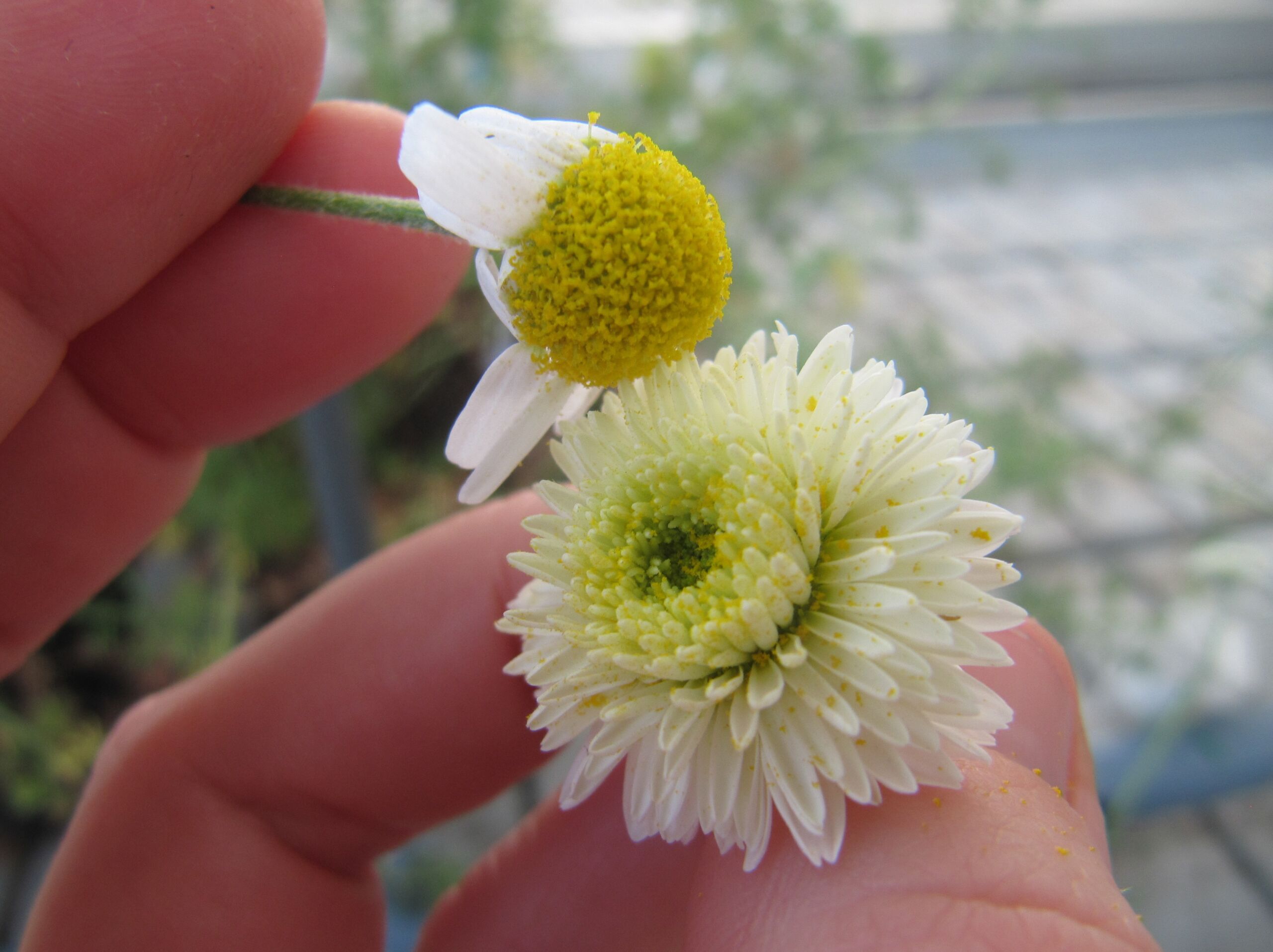 création variétale-camomille romaine–croisement dirigé-(c)iteipmai