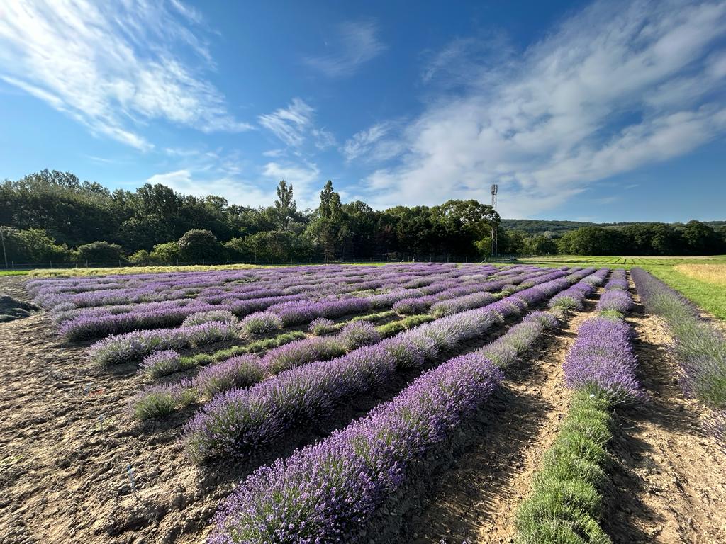 création variétale sur lavande fine–évaluation de clones avant choix de génétique parentale(c)iteipmai