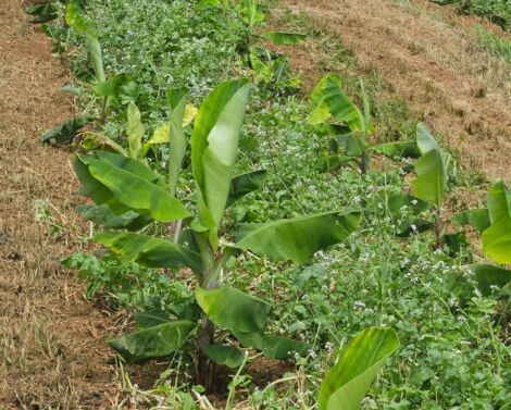 Utilisation plantes de couverture en bananeraies