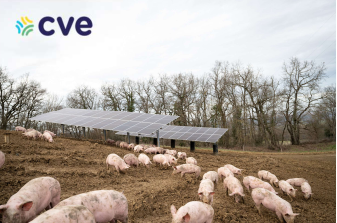 Des cochons en plein air dans un parc agrivoltaïque - ©CVE Des cochons en plein air dans un parc agrivoltaïque - ©CVE
