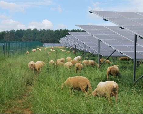 Agrivoltaïsme : concilier productions agricole et énergétique