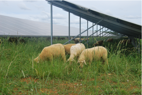 agrivoltaïsme agrivoltaïsme
