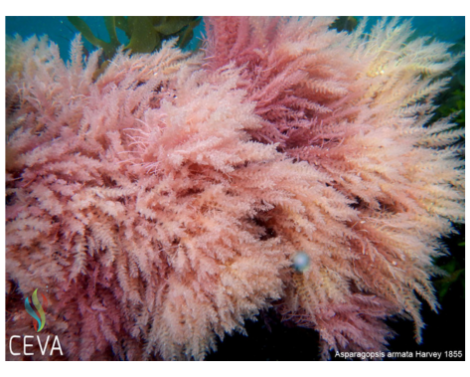 Plateforme de culture en mer : un site privilégié pour étudier la biodiversité