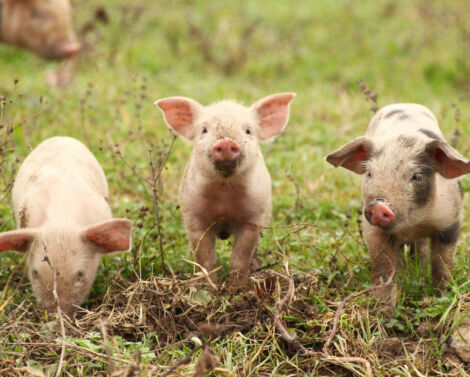Plus de la moitié de la production française de porcs mâles non castrés en 2024