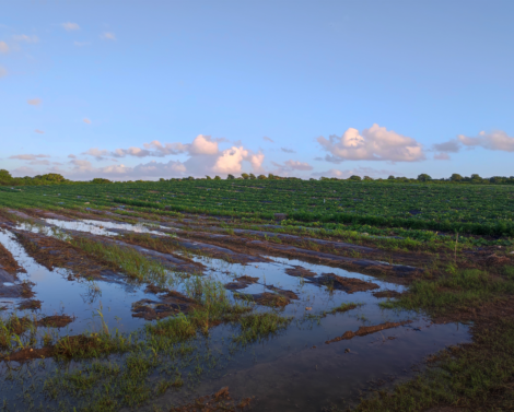 Impact du changement climatique sur les cultures maraîchères en Guadeloupe : Constats, enjeux et pistes d’adaptation