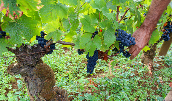 GES&VIT : Évaluer l’empreinte carbone pour cultiver la durabilité des vignobles