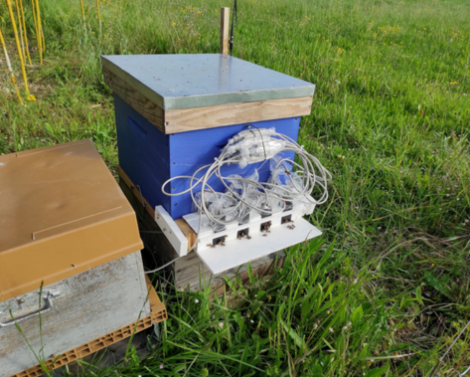 Une méthode innovante pour évaluer le comportement des abeilles