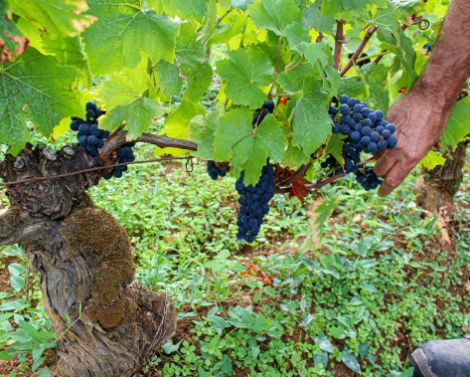 Évaluer l’empreinte carbone pour cultiver la durabilité des vignobles