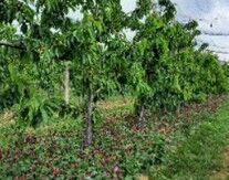 Mélange de plantes de services, trèfles et phacélie